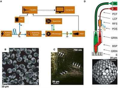 Label-Free Non-linear Multimodal Optical Microscopy—Basics, Development, and Applications